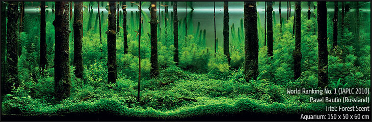Pavel Bautin (RUSSIA), Title: Forest Scent Pavel Bautin (RUSSIA), Title: Forest Scent